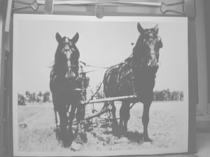 horse team